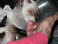more kittens